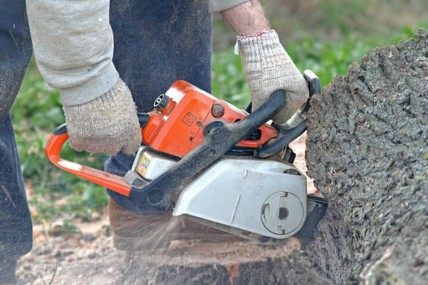 Professional Tree Care in Whiteville, NC