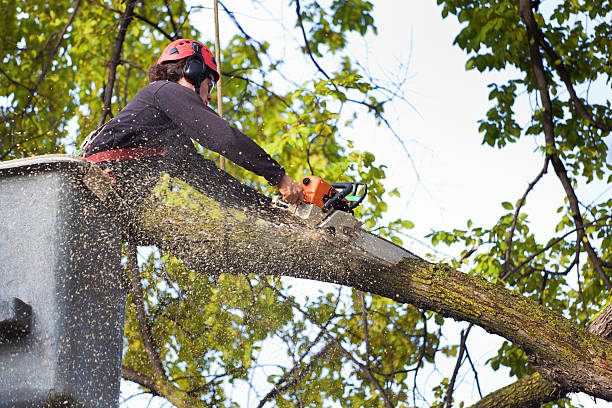 Mulching Services in Whiteville, NC