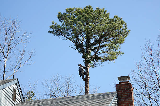 Best Seasonal Cleanup (Spring/Fall)  in Whiteville, NC